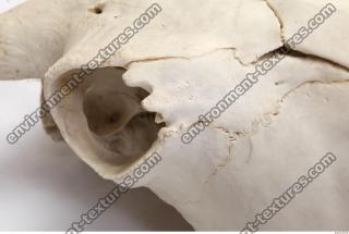 animal skull 0032